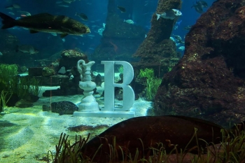 una de las unidades de regeneración introducidas en la pecera principal del aquàrium de barcelona.